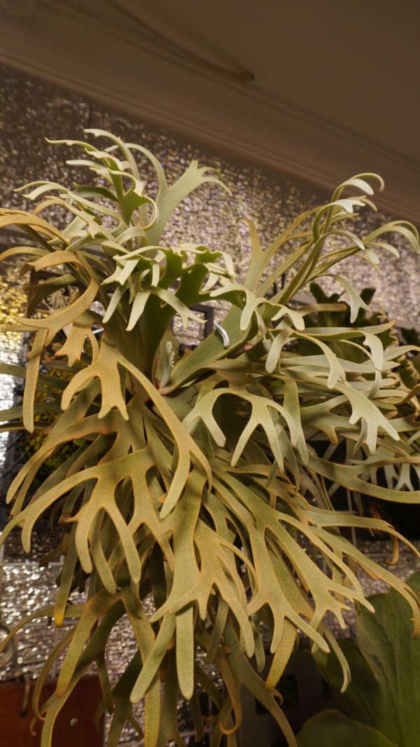 Platycerium willinckii Yellow Moon Dwarf Spore - Image 3