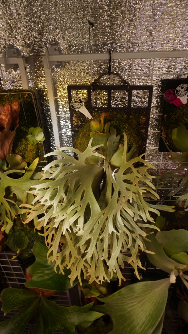 Platycerium willinckii Yellow Moon Dwarf Spore