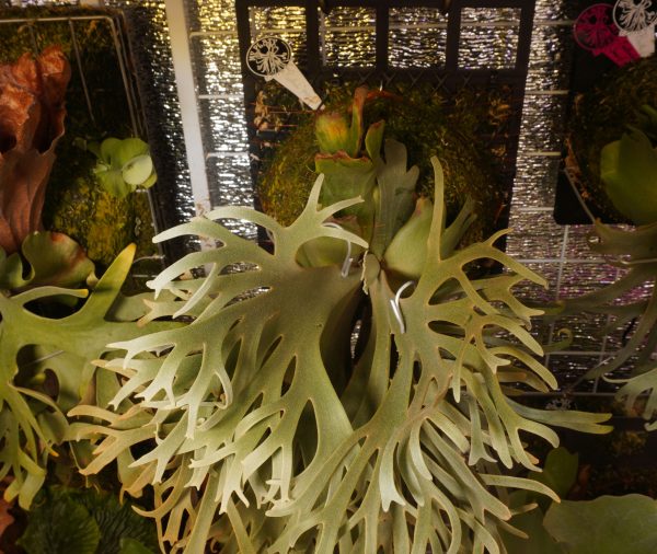 Platycerium willinckii Yellow Moon Dwarf Spore