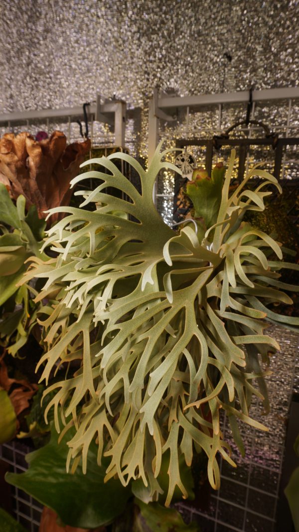 Platycerium willinckii Yellow Moon Dwarf Spore - Image 2