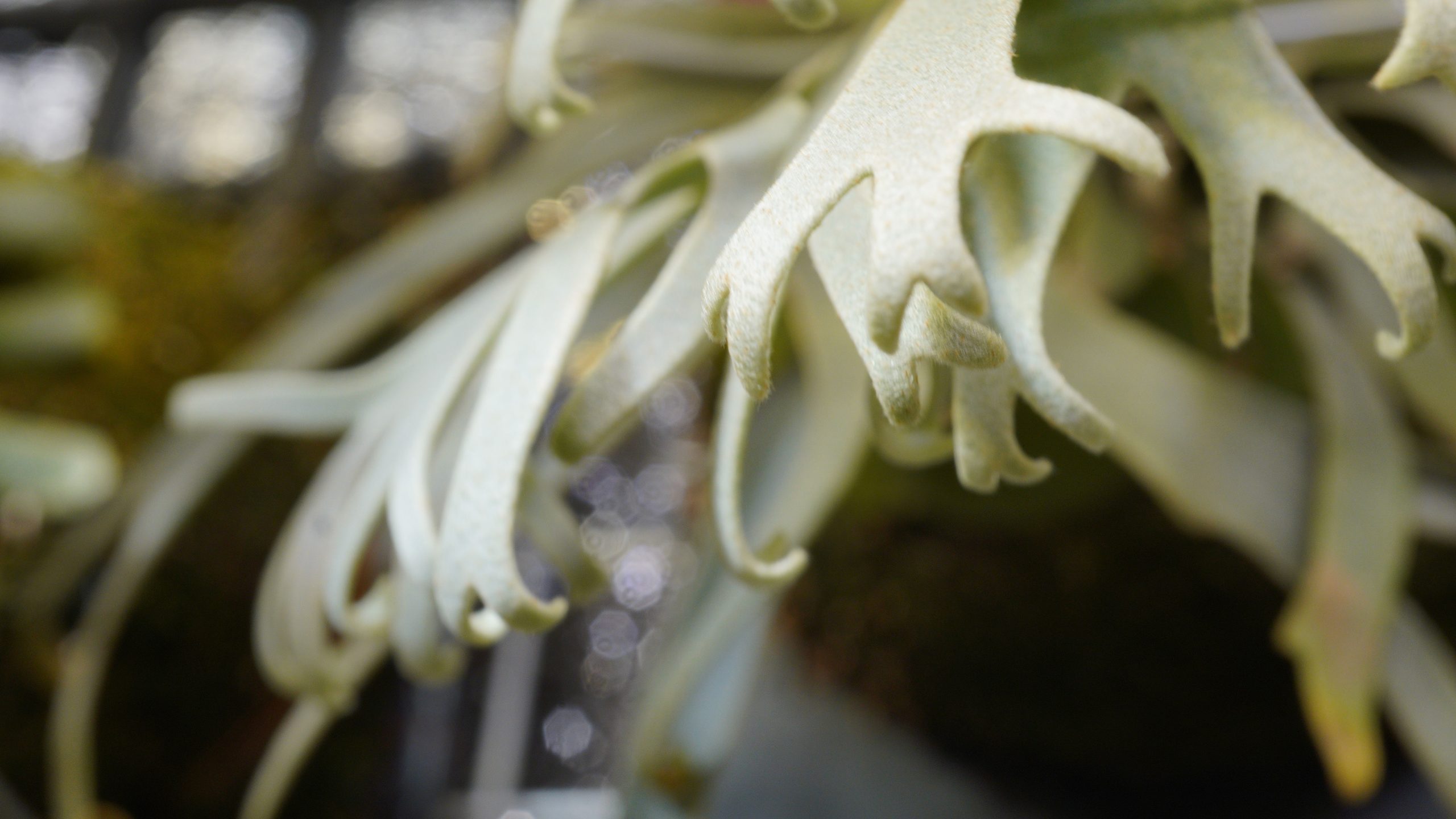 MyPlaty helps you build a meaningful collection — balancing rarity, beauty, and harmony.